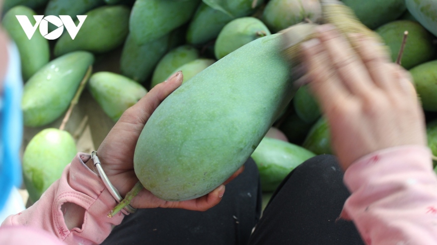 An Giang exports green skinned mangoes to Australia, US